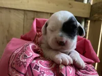 Roan, a female English Setter for sale in Canton, NC – 4 of 7