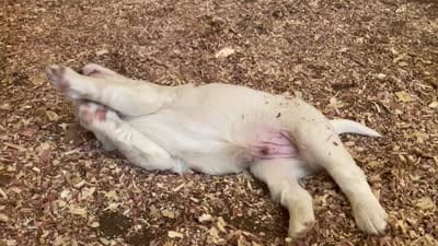 Sawyer, a male English Setter for sale in Canton, NC – 10 of 10
