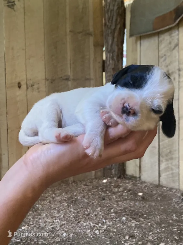 Maybelline  – English Setter puppy for sale in Canton, NC