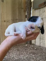 Maybelline , a female English Setter for sale in Canton, NC – 1 of 10