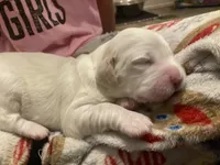 processed/788a7f04-9c0d-49e1-9e56-e45bfd8aa473/listing/89c81f63-6008-446d-88fb-ea8047415b9e/352c8259-4ab5-43fe-a381-8c69829fa67f