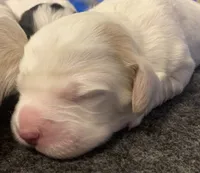 processed/788a7f04-9c0d-49e1-9e56-e45bfd8aa473/listing/89c81f63-6008-446d-88fb-ea8047415b9e/80f28eff-4645-4f53-aeed-9a416bab1a5a