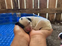 Maybelline , a female English Setter for sale in Canton, NC – 5 of 6