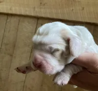 Sawyer, a male English Setter for sale in Canton, NC – 2 of 7