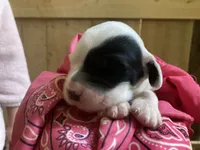Roan, a female English Setter for sale in Canton, NC – 6 of 7