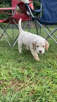 Sawyer, a male English Setter for sale in Canton, NC – 8 of 10