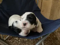 Roan, a female English Setter for sale in Canton, NC – 3 of 9