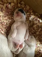 Roan, a female English Setter for sale in Canton, NC – 7 of 7