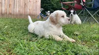 Sawyer, a male English Setter for sale in Canton, NC – 2 of 10