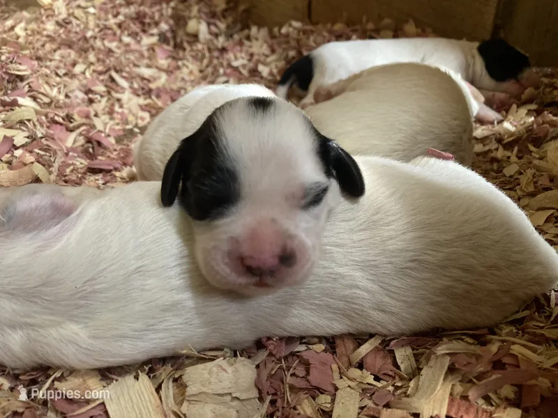 Maybelline  – English Setter puppy for sale in Canton, NC