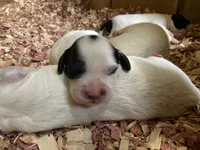 Maybelline , a female English Setter for sale in Canton, NC – 1 of 6
