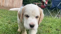 Sawyer, a male English Setter for sale in Canton, NC – 6 of 10