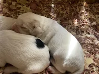 Sawyer, a male English Setter for sale in Canton, NC – 6 of 7