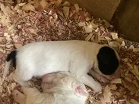 Huckleberry , a male English Setter for sale in Canton, NC – 4 of 6