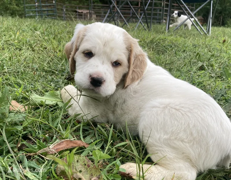 Sawyer – English Setter puppy for sale in Canton, NC