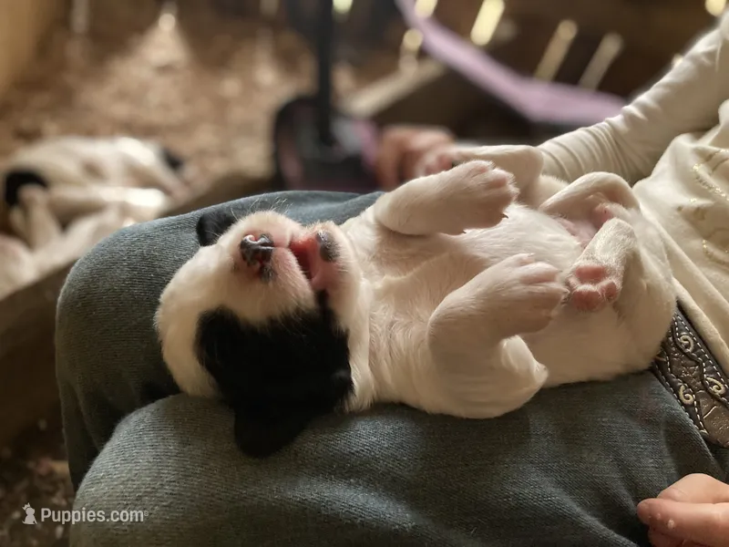 Daisy – English Setter puppy for sale in Canton, NC
