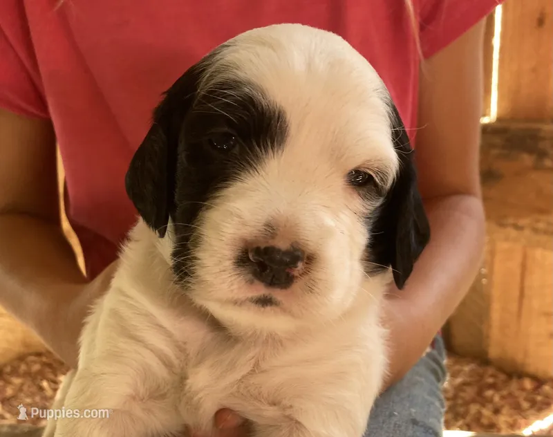 Daisy – English Setter puppy for sale in Canton, NC