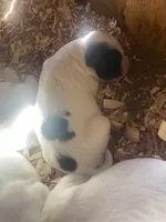 Daisy, a female English Setter for sale in Canton, NC – 2 of 8