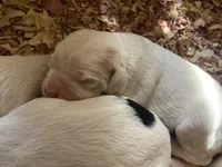 Sawyer, a male English Setter for sale in Canton, NC – 5 of 7