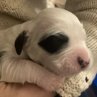Ruger, a male English Setter for sale in Canton, NC – Photo 7 of 7