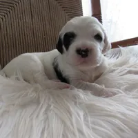 Ruger, a male English Setter for sale in Canton, NC – Photo 4 of 7