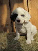 Ruger, a male English Setter for sale in Canton, NC – Photo 3 of 7