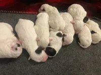 processed/788a7f04-9c0d-49e1-9e56-e45bfd8aa473/listing/b570bf99-2788-421e-b167-c70ce757c0de/8d1ad919-2824-4836-b5f9-9a8b3c7a86f8