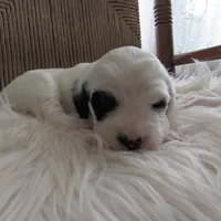 Ruger, a male English Setter for sale in Canton, NC – Photo 5 of 7