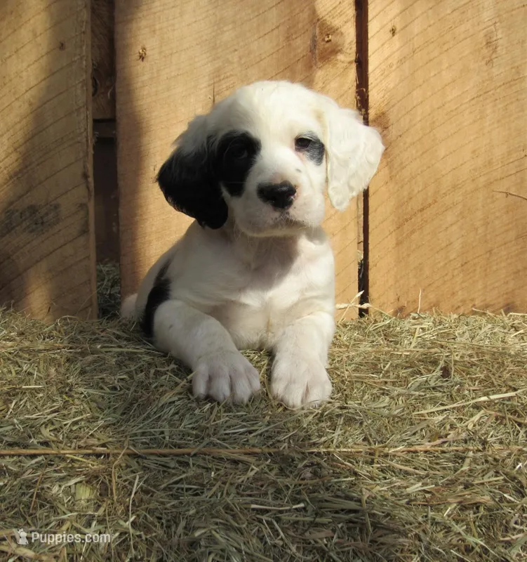 Ruger, a male English Setter for sale in Canton, NC – Photo 1 of 7