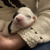 Ruger, a male English Setter for sale in Canton, NC – Photo 6 of 7