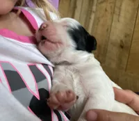 Daisy, a female English Setter for sale in Canton, NC – 6 of 8