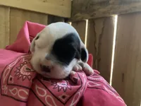 Roan, a female English Setter for sale in Canton, NC – 5 of 7