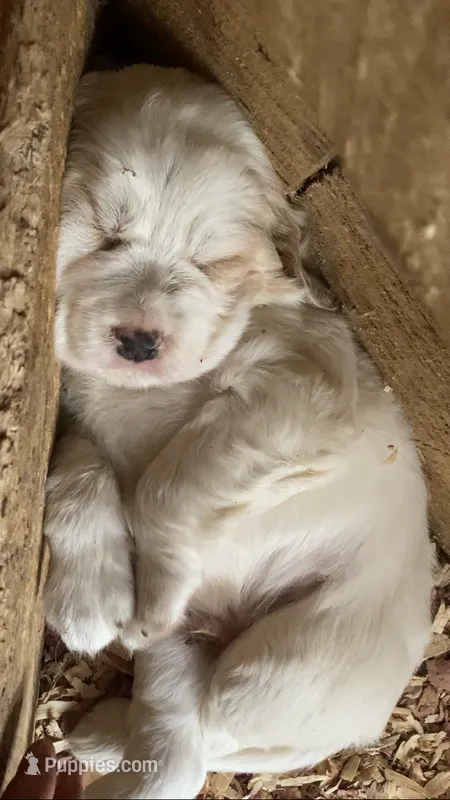 Sawyer – English Setter puppy for sale in Canton, NC