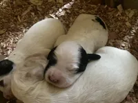Daisy, a female English Setter for sale in Canton, NC – 7 of 8