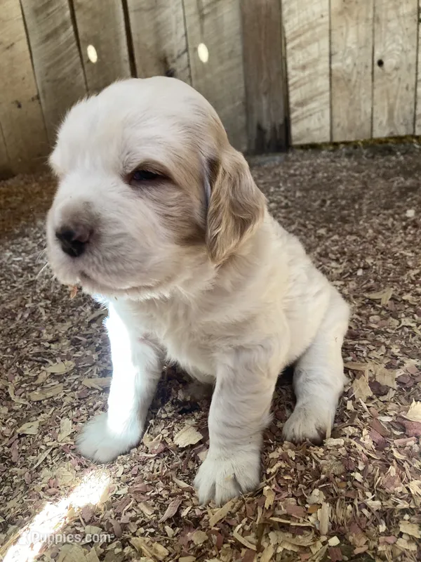 Sawyer – English Setter puppy for sale in Canton, NC