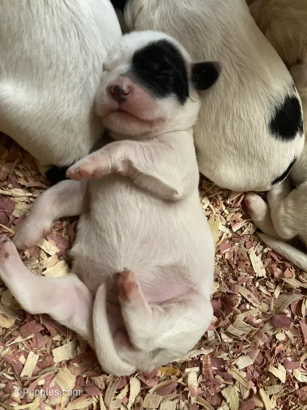 Roan – English Setter puppy for sale in Canton, NC
