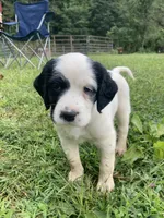 Daisy, a female English Setter for sale in Canton, NC – 4 of 7