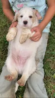Sawyer, a male English Setter for sale in Canton, NC – 5 of 10