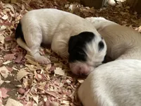 Huckleberry , a male English Setter for sale in Canton, NC – 1 of 6