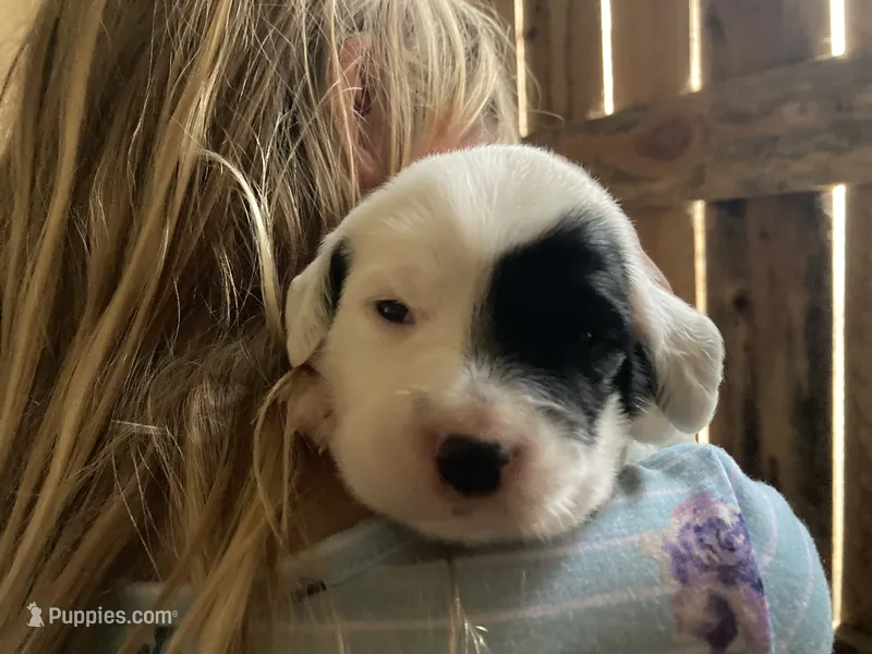 Roan – English Setter puppy for sale in Canton, NC
