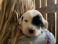 Roan, a female English Setter for sale in Canton, NC – 2 of 9