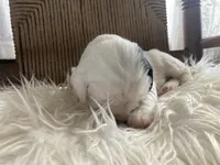 processed/788a7f04-9c0d-49e1-9e56-e45bfd8aa473/listing/fd2a7e17-8325-41a0-bea0-d83aa0164b96/1f5e58bb-714c-489f-9dd3-544f1f7e7d69