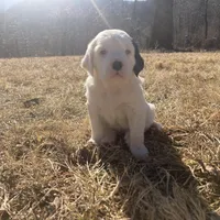 Dilly, a female English Setter for sale in Canton, NC – Photo 5 of 10