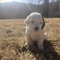 Dilly, a female English Setter for sale in Canton, NC – Photo 6 of 10
