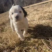 Dilly, a female English Setter for sale in Canton, NC – Photo 2 of 10