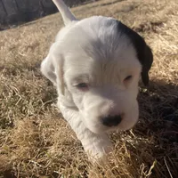 Dilly, a female English Setter for sale in Canton, NC – Photo 3 of 10