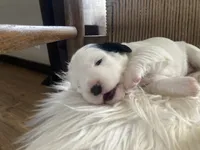 processed/788a7f04-9c0d-49e1-9e56-e45bfd8aa473/listing/fd2a7e17-8325-41a0-bea0-d83aa0164b96/6056245c-c716-4149-aec2-d62585e56d02