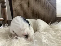 processed/788a7f04-9c0d-49e1-9e56-e45bfd8aa473/listing/fd2a7e17-8325-41a0-bea0-d83aa0164b96/677880ca-e4a7-4f12-8374-353a12d6dd2f