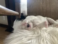 processed/788a7f04-9c0d-49e1-9e56-e45bfd8aa473/listing/fd2a7e17-8325-41a0-bea0-d83aa0164b96/82ff1c26-ae38-45f6-a9e3-96f686fc5a94