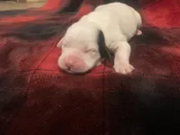 processed/788a7f04-9c0d-49e1-9e56-e45bfd8aa473/listing/fd2a7e17-8325-41a0-bea0-d83aa0164b96/b59d9328-c118-415a-95d3-891cab3e9f5b